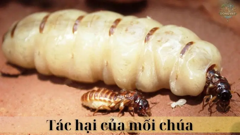 Mối chúa 04