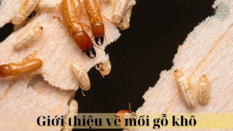 Mối gỗ khô 02