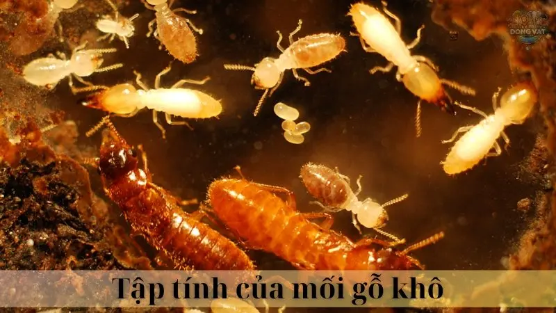 Mối gỗ khô 03