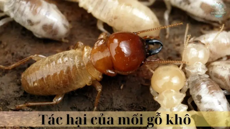 Mối gỗ khô 04