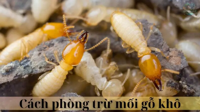 Mối gỗ khô 06