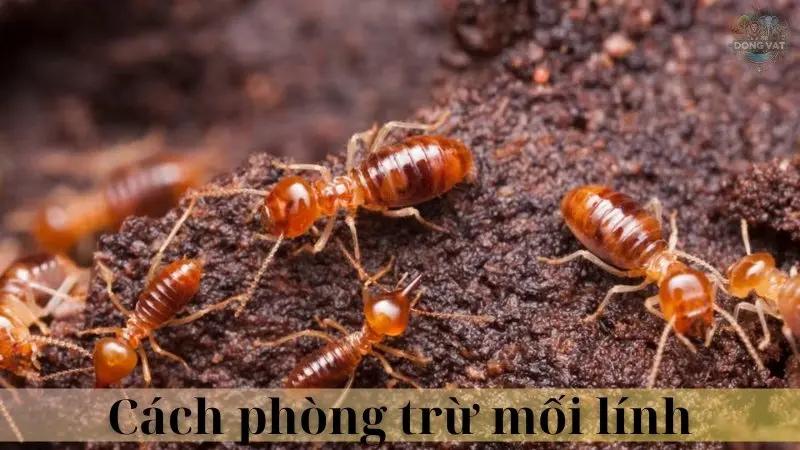 Mối lính 06