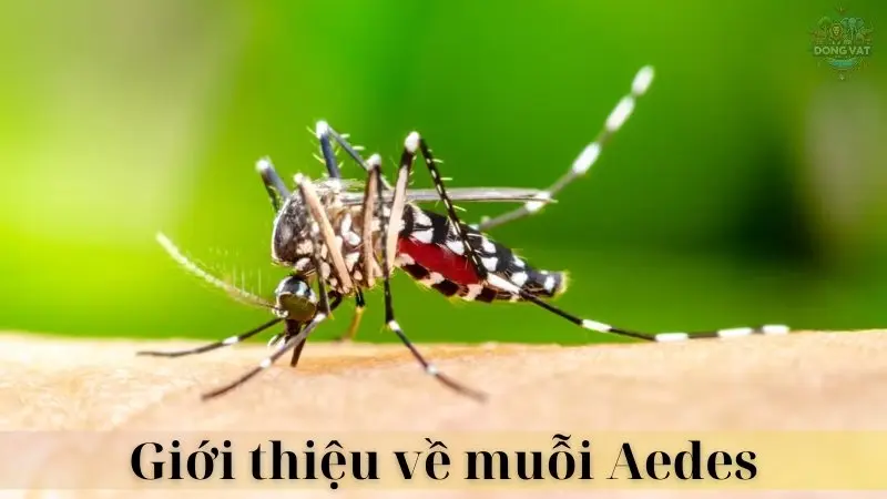 Muỗi Aedes 02