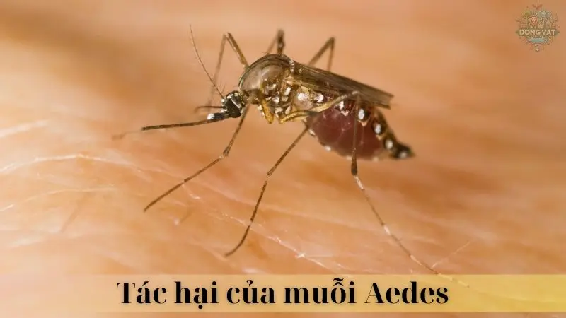 Muỗi Aedes 03