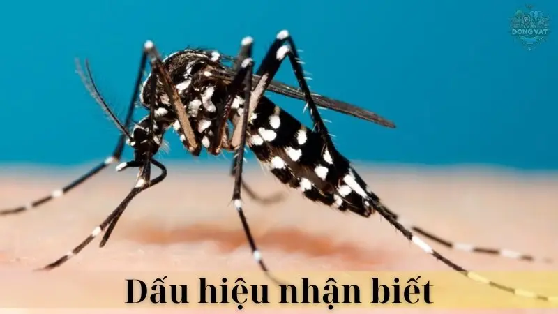 Muỗi Aedes 04