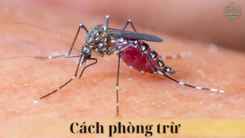 Muỗi Aedes 05