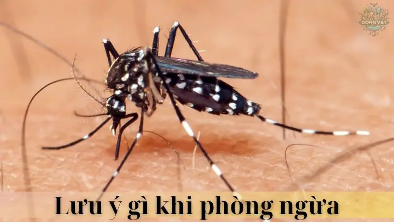 Muỗi Aedes 06