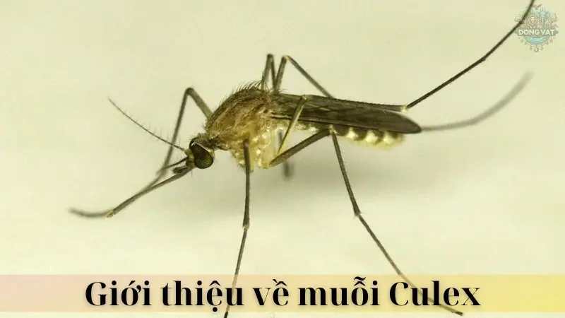 Muỗi Culex 02