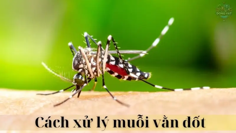 Muỗi vằn 07