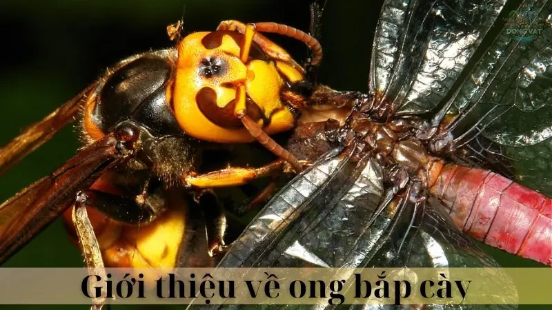 Ong bắp cày 02