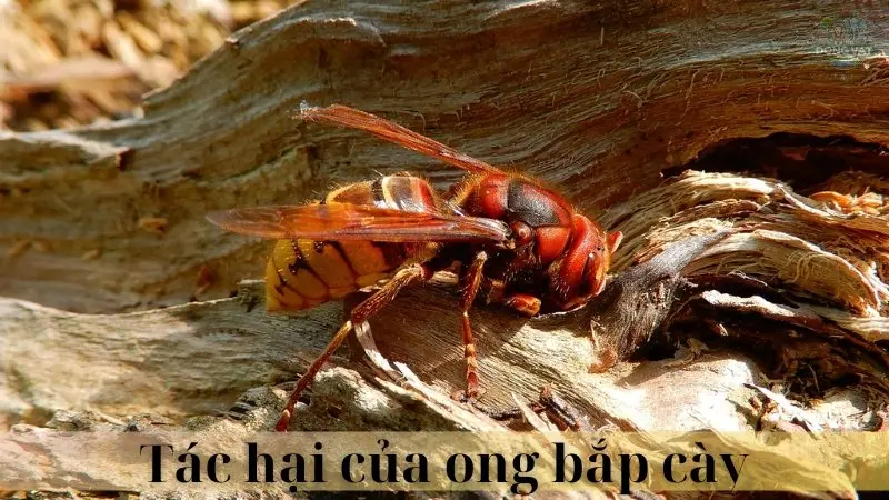 Ong bắp cày 04