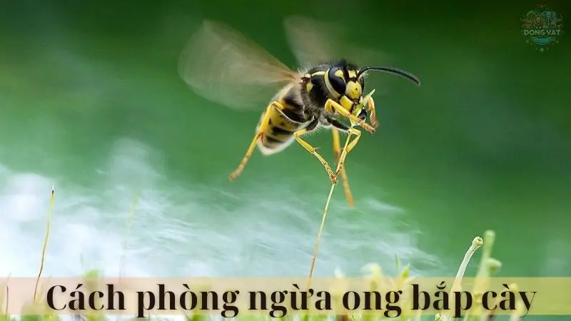 Ong bắp cày 05