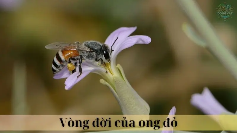 Ong đỏ 03