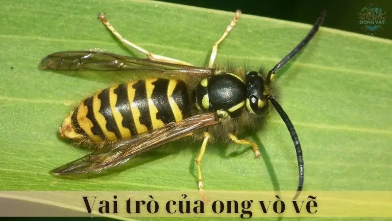 Ong vò vẽ 05