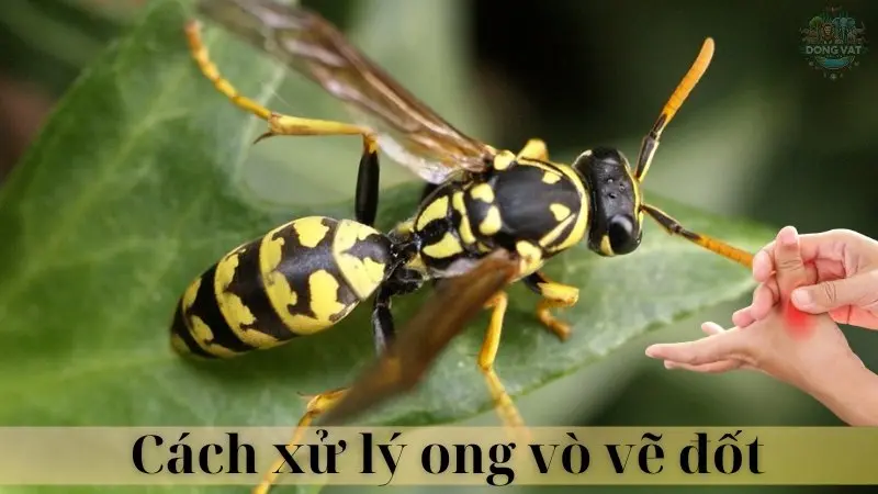 Ong vò vẽ 07