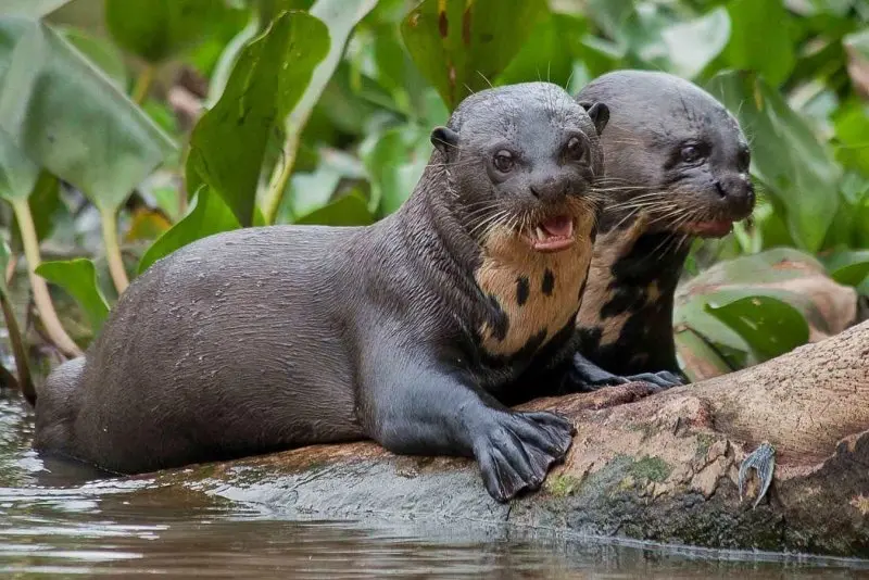 Rái cá lớn sống ở đâu?