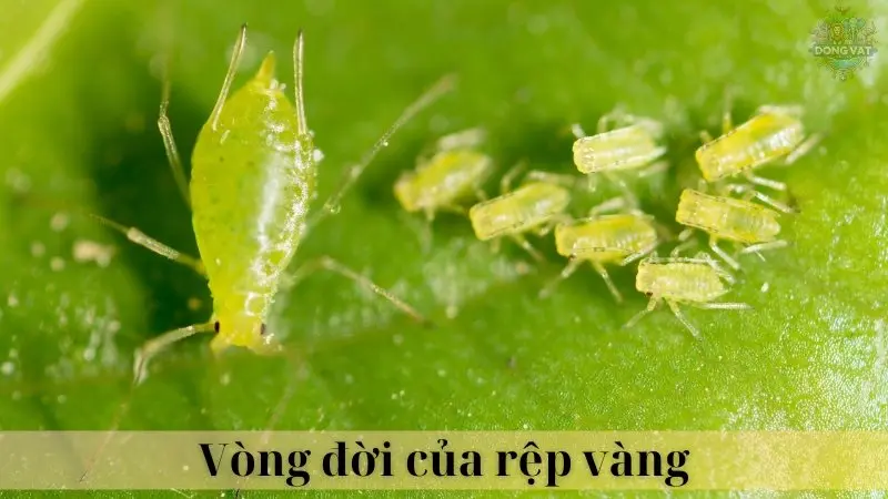 Rệp vàng 03