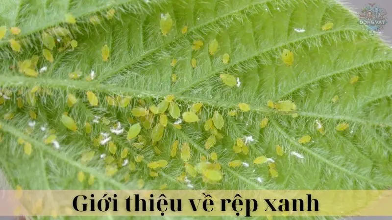 Rệp xanh 02