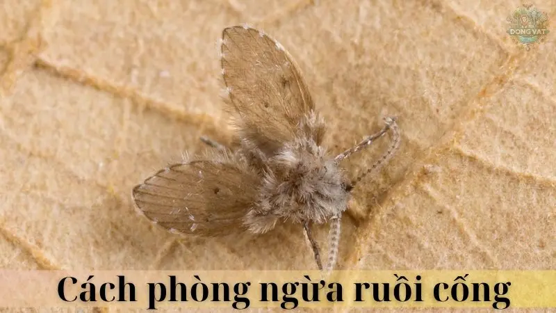 Ruồi cống 08