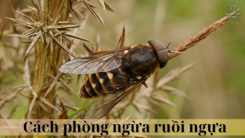 Ruồi ngựa 07