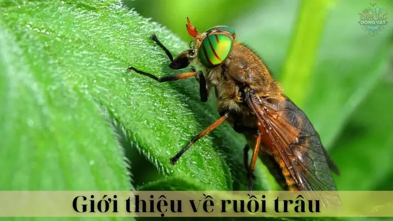 Ruồi trâu 02