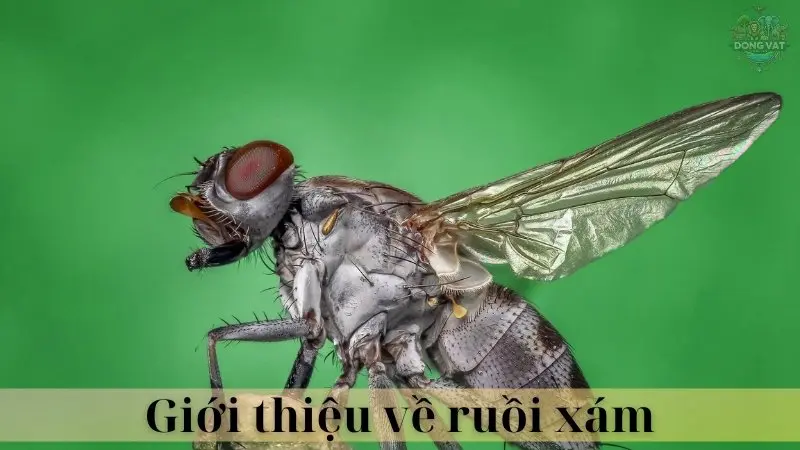 Ruồi xám 02