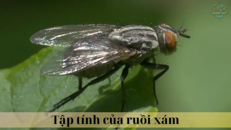 Ruồi xám 03