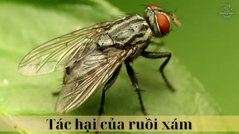 Ruồi xám 04