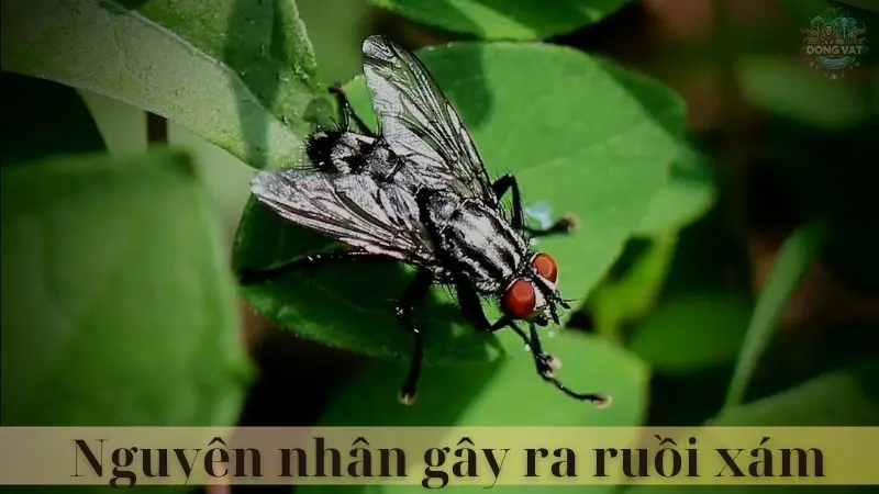 Ruồi xám 05