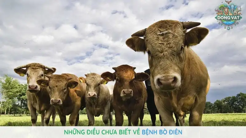 Bệnh bò điên là gì? Cách nhận biết và biện pháp điều trị