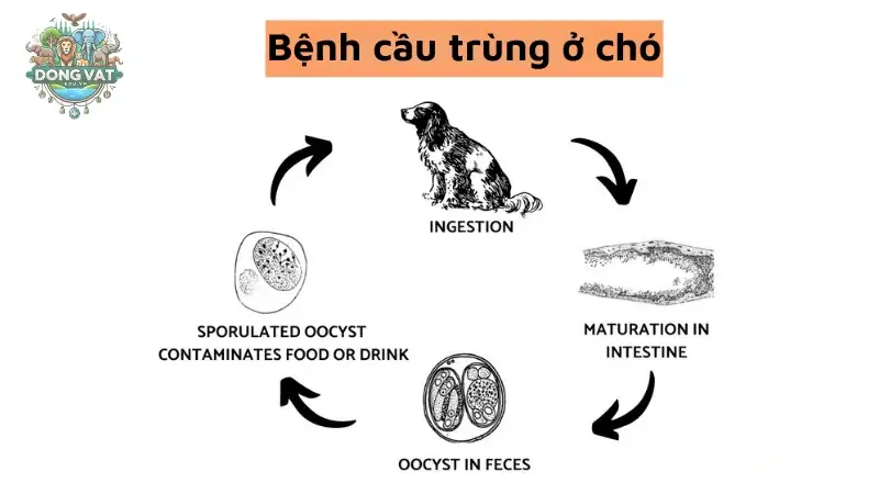 Triệu chứng bệnh cầu trùng ở chó - Dấu hiệu cần chú ý