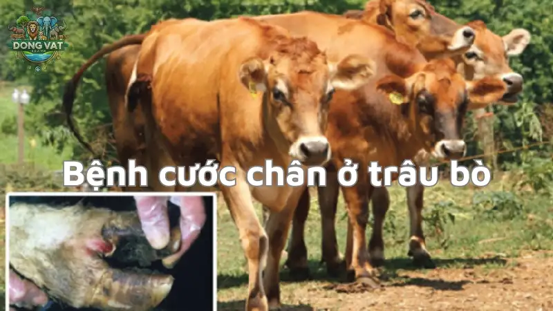 Những triệu chứng của bệnh cước chân ở trâu bò và cách xử lý