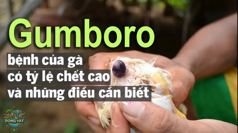 Bệnh Gumboro ở gà là gì? Hướng dẫn chẩn đoán và phòng ngừa