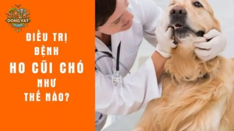 Bệnh ho cũi ở chó - Dấu hiệu nhận biết và cách xử lý kịp thời