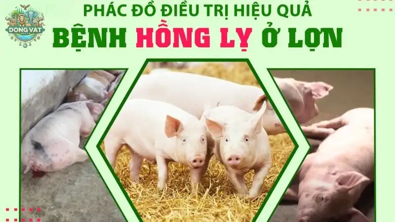 Tìm hiểu về bệnh hồng lỵ ở heo - Nguyên nhân và cách điều trị