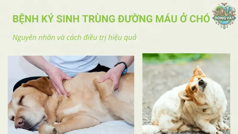 Bệnh nhiễm ký sinh trùng ở chó - Những điều bạn cần biết