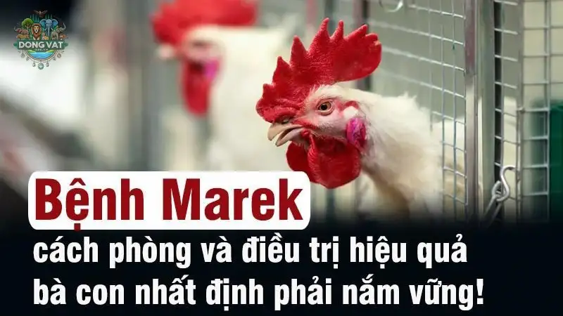 Cách phát hiện sớm bệnh Marek ở gà và biện pháp xử lý