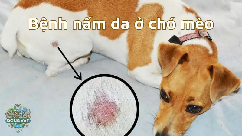 Những sai lầm thường gặp khi điều trị bệnh nấm da ở chó mèo