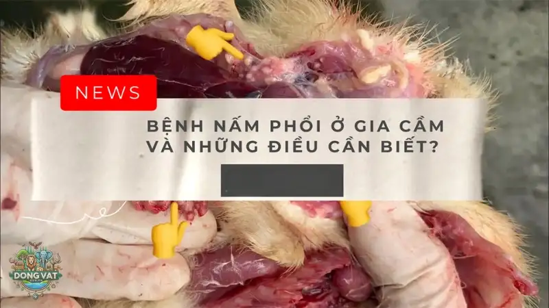 Triệu chứng bệnh nấm phổi gia cầm và cách điều trị