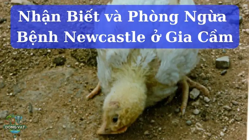 Bệnh Newcastle ở gà là gì? Dấu hiệu và cách điều trị