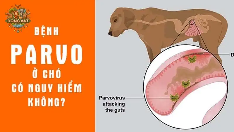 Phương pháp điều trị bệnh parvo - Lời khuyên từ chuyên gia