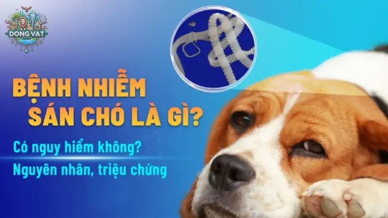 Tác hại của bệnh sán chó đối với sức khỏe con người