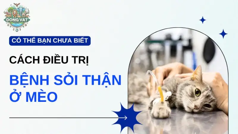 Bệnh sỏi thận ở mèo có nguy hiểm không? Cách chăm sóc