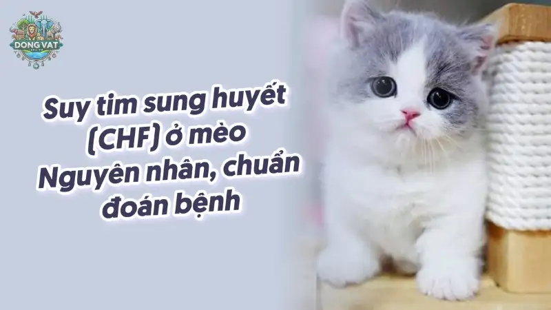 Bệnh suy tim ở mèo - Hướng dẫn chăm sóc và cách điều trị