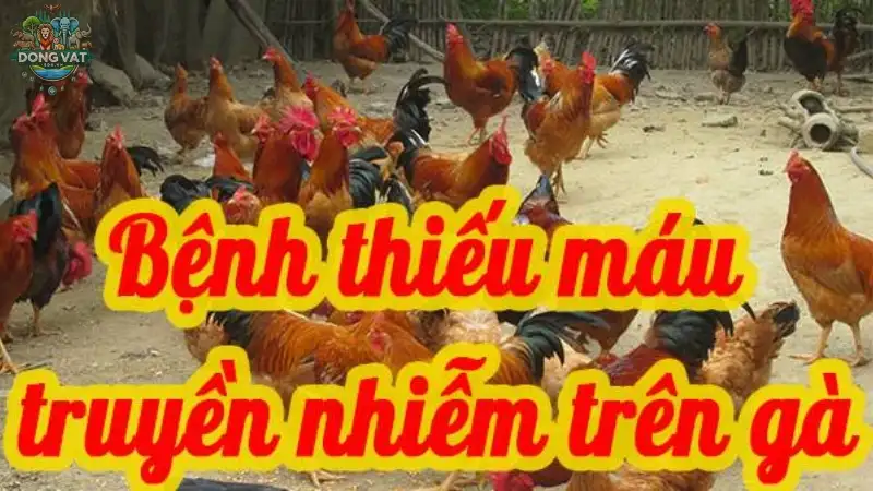 Triệu chứng bệnh thiếu máu gia cầm người chăn nuôi cần biết