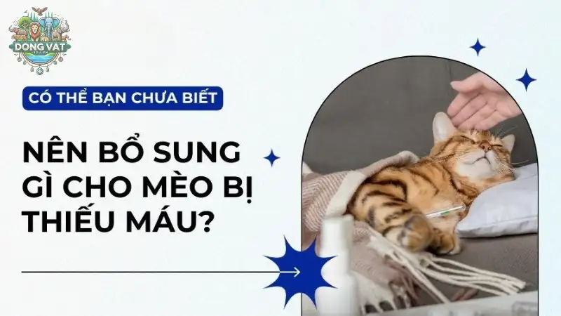 Bệnh thiếu máu ở mèo - Cách nhận diện và chăm sóc đúng cách