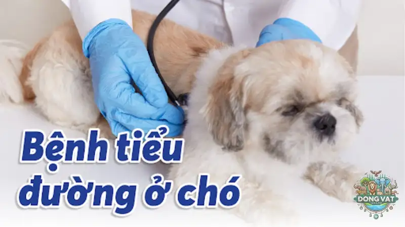 Bệnh tiểu đường ở chó - Nguyên nhân và cách phòng tránh