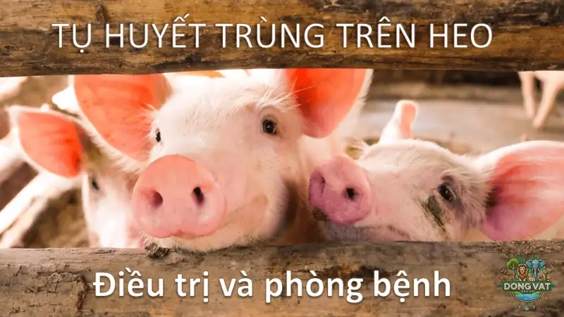 Tụ huyết trùng ở lợn - Phương pháp xử lý và ngăn ngừa