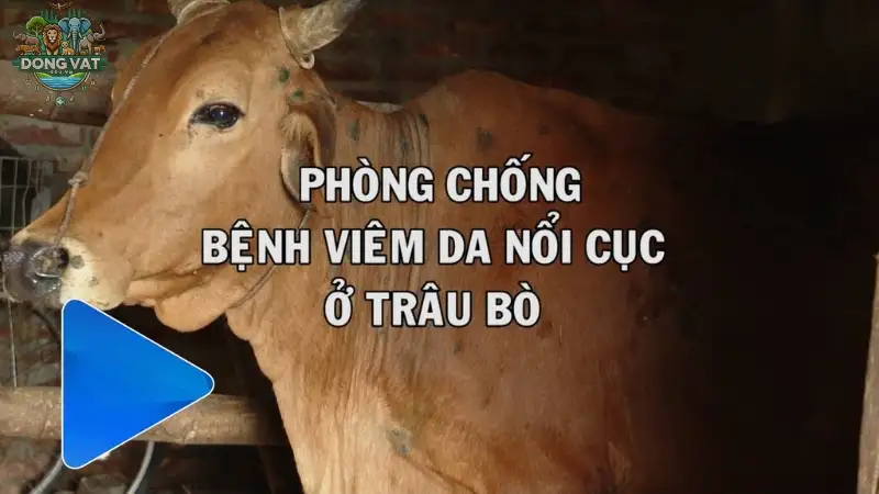 Bệnh viêm da nổi cục - Hướng dẫn cách điều trị và chăm sóc