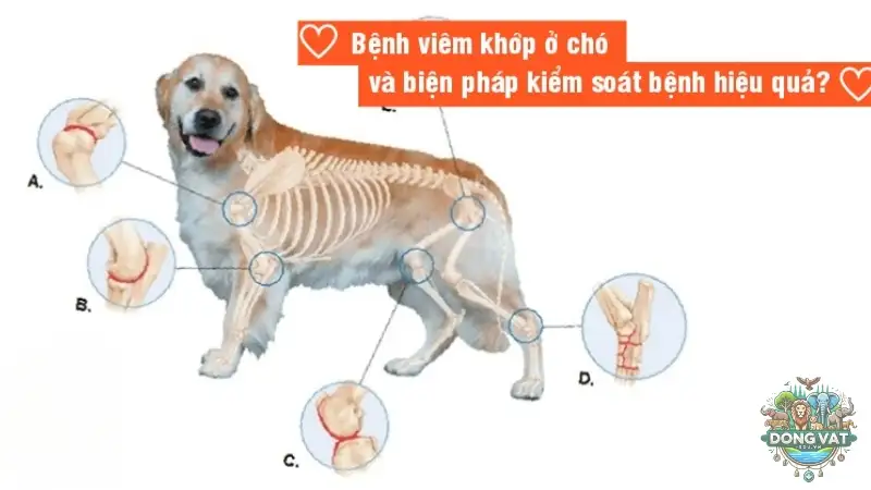 Bệnh viêm khớp ở chó là gì? Tất cả những điều bạn cần biết